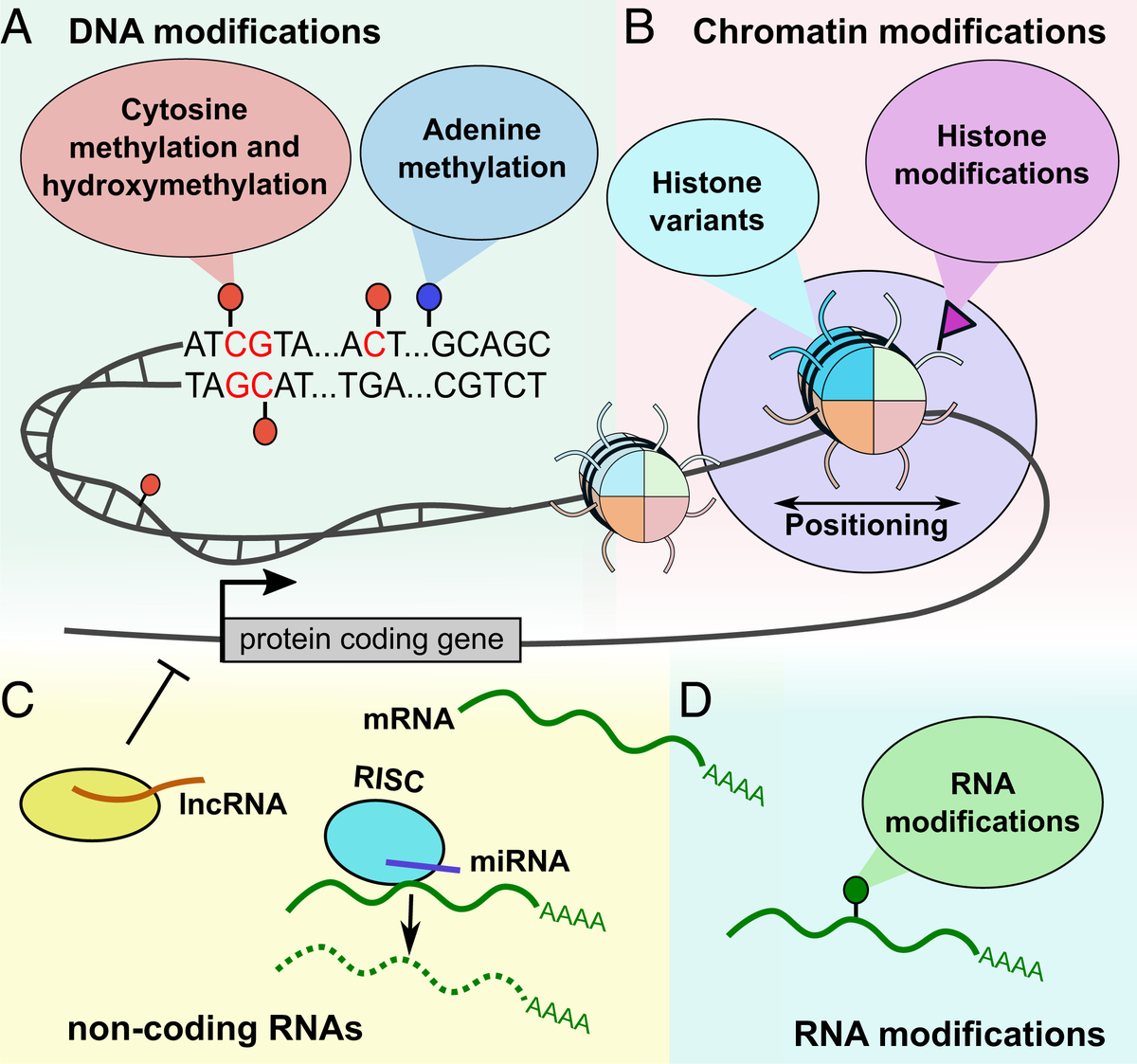 Overview of epigenetic mechanisms
