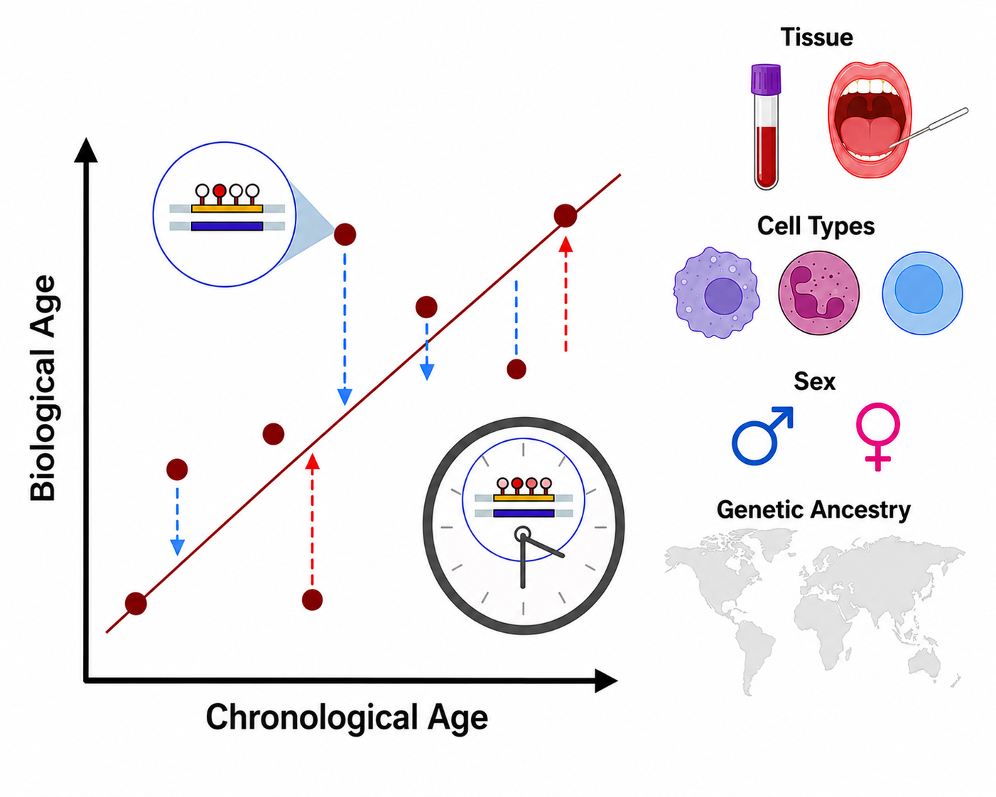 Factors influencing epigenetic aging